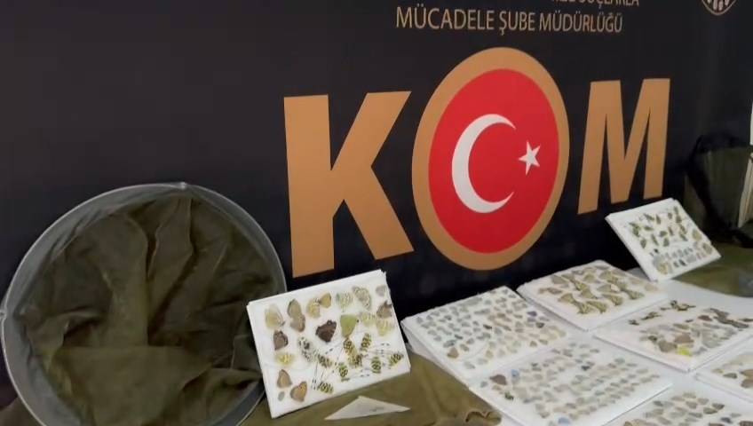 Yüzlerce Türk Kelebeğini Kaçırmaya Çalışan Yabancı Yakalandı 3